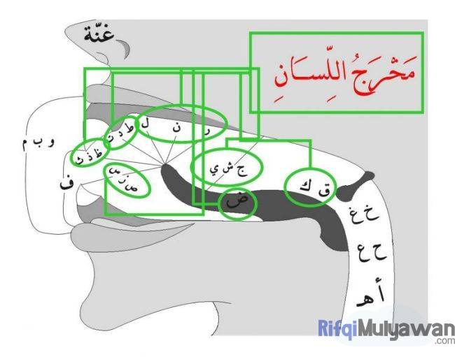 Ilustrasi Gambar Apa Itu Pengertian Makhraj Huruf Dalam Belajar Makhorijul Huruf