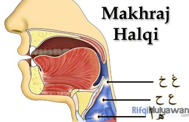 Gambar Dari Makhraj Halqi Atau Tenggorokan Dalam Belajar Huruf Hijaiyah Dan Makhorijul Huruf