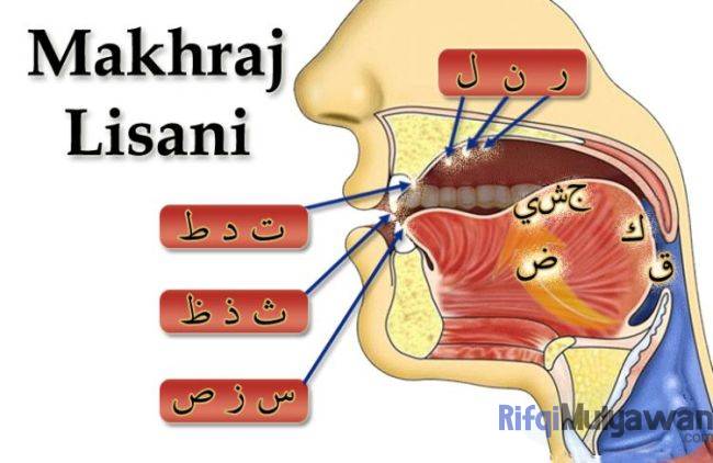 Gambar Dari Makhraj Lisani Atau Lidah | Celikalquran