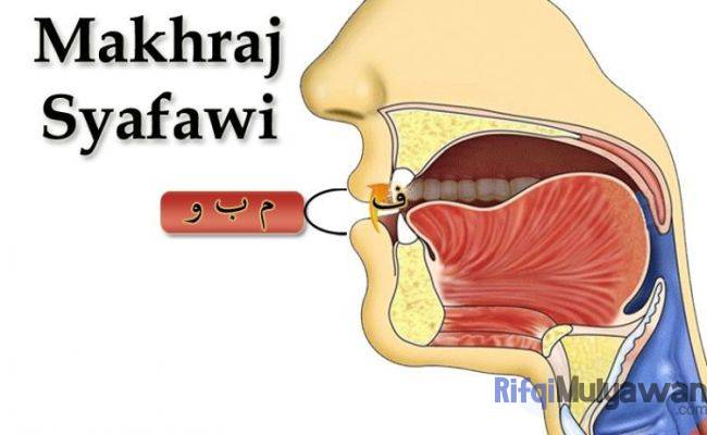 Gambar Dari Makhraj Syafawi Atau Bibir | Celikalquran