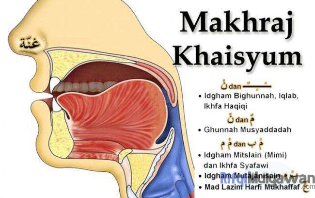 Gambar Dari Makhraj Khaisyum Atau Rongga Hidung Dalam Belajar Huruf Hijaiyah Dan Makhorijul Huruf