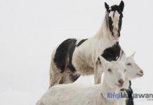 Cerita Inspiratif: Kisah Kambing dan Kuda (Kisah Inspiratif) Gambar Kisah Kambing Dan Kuda