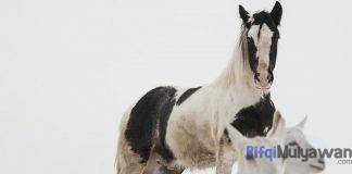 Gambar Kisah Kambing Dan Kuda