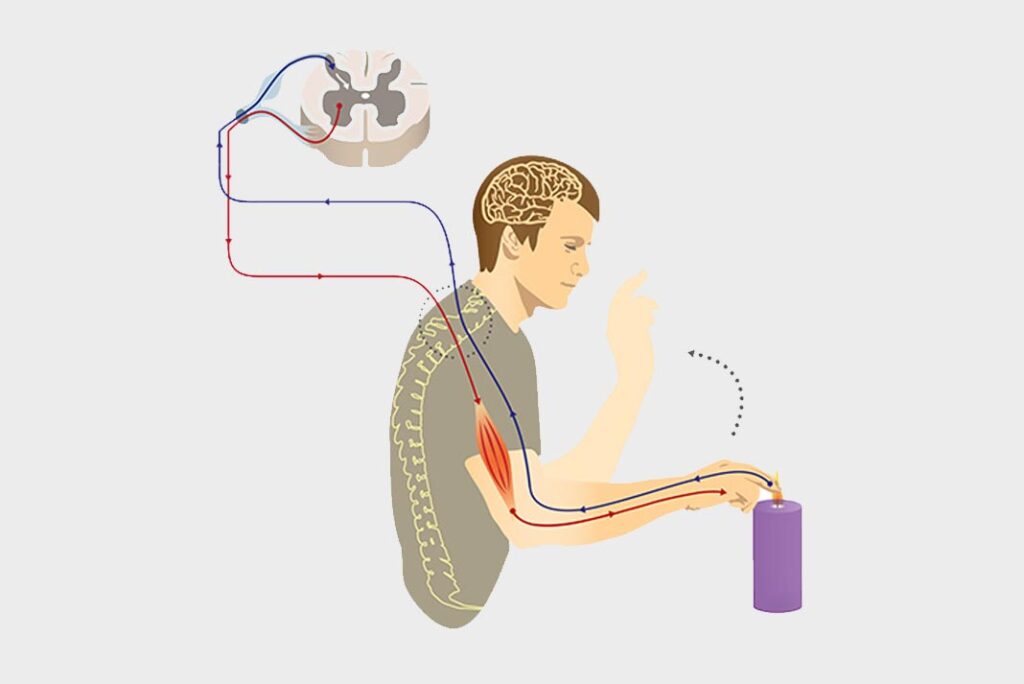 Gambar Kalkulator Reflex Atau Refleks Online