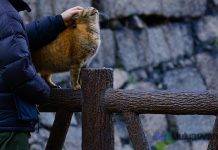 Cerita Inspiratif: Kisah Persahabatan Manusia dengan Kucing (Persahabatan) Ilustrasi Gambar Kisah Persahabatan Manusia Dengan Kucing