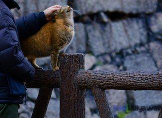 Ilustrasi Gambar Kisah Persahabatan Manusia Dengan Kucing