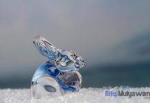 Cerita Inspiratif: Kisah Hare yang Sangat Bersahabat (Kelinci) Ilustrasi Gambar Kisah Seekor Kelinci Bernama Hare Yang Sangat Bersahabat