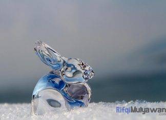 Ilustrasi Gambar Kisah Seekor Kelinci Bernama Hare Yang Sangat Bersahabat